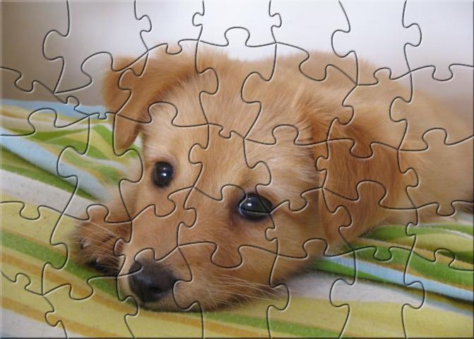 RFD Puppy Puzzle 1.0
